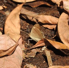 Junonia orithya albicincta