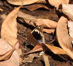 Junonia orithya albicincta
