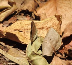 Junonia orithya albicincta