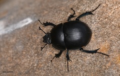 Jekelius brullei creticus