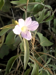Barleria lancifolia