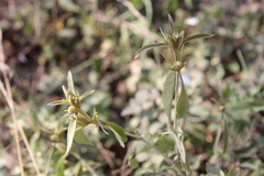 Barleria lancifolia