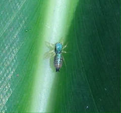 Cosmophasis micarioides