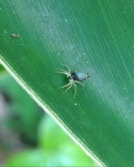Cosmophasis micarioides