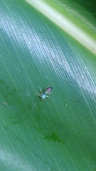 Cosmophasis micarioides