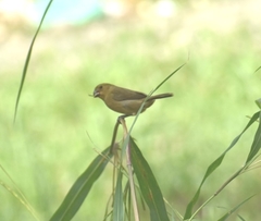 Sporophila nigricollis
