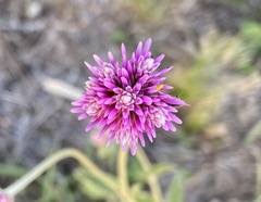 Gomphrena pulchella