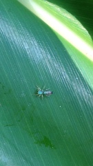 Cosmophasis micarioides