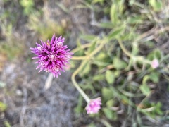 Gomphrena pulchella