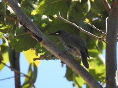 Stomiopera unicolor