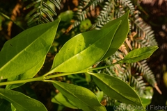 Cyclophyllum longipetalum