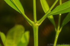 Cyclophyllum longipetalum