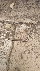 Hemiergis decresiensis