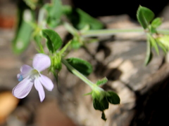 Barleria saxatilis