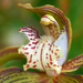 Cymbidium tracyanum - Photo (c) Eric Hunt, some rights reserved (CC BY-NC-ND)