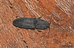 Lacon punctatus