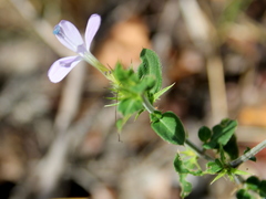 Barleria saxatilis