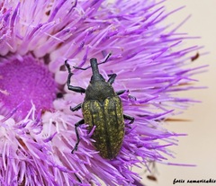 Larinus latus