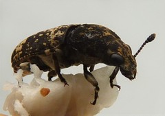 Basitropidini