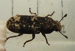 Basitropidini