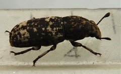 Basitropidini