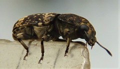 Basitropidini