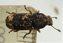 Basitropidini