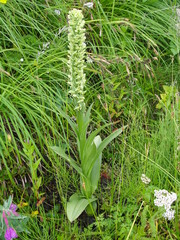Platanthera convallariifolia