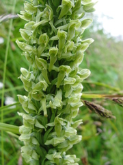 Platanthera convallariifolia