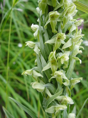 Platanthera convallariifolia