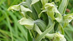 Platanthera convallariifolia