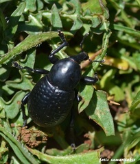 Liparus tenebrioides