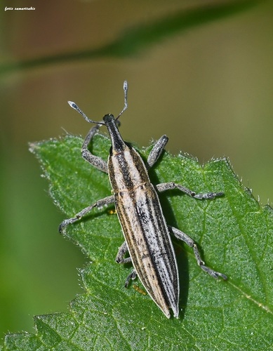 Lixus anguinus