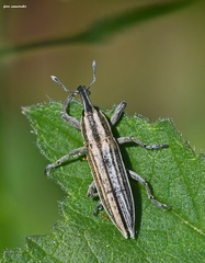 Lixus anguinus