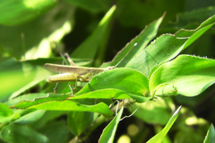 Phlaeoba antennata
