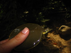 Apalone spinifera guadalupensis