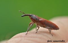 Lixus linearis