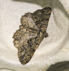 Peribatodes ilicaria