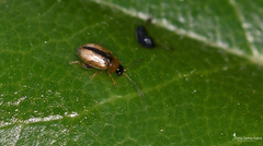 Longitarsus melanocephalus