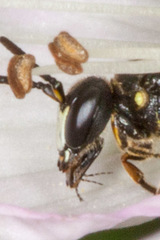Hylaeus confusus