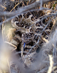 Crotalus oreganus