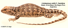Liolaemus rothi
