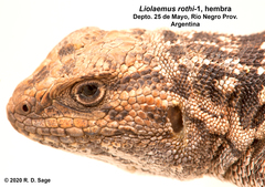 Liolaemus rothi