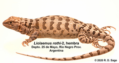 Liolaemus rothi