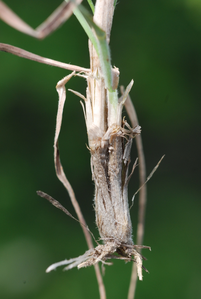 Koeleria insubrica