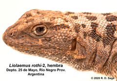 Liolaemus rothi