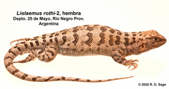 Liolaemus rothi