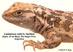 Liolaemus rothi
