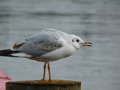 Chroicocephalus ridibundus