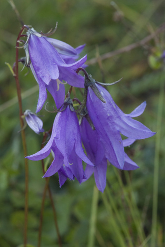 Campanula collina